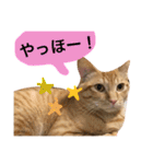 とろさぁもんすたんぷ第二弾（個別スタンプ：2）