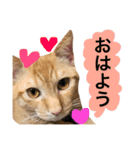 とろさぁもんすたんぷ第二弾（個別スタンプ：4）