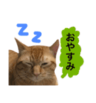 とろさぁもんすたんぷ第二弾（個別スタンプ：5）