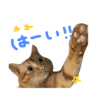 とろさぁもんすたんぷ第二弾（個別スタンプ：6）