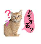 とろさぁもんすたんぷ第二弾（個別スタンプ：10）