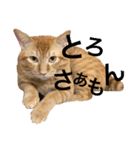 とろさぁもんすたんぷ第二弾（個別スタンプ：11）