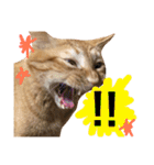 とろさぁもんすたんぷ第二弾（個別スタンプ：21）