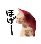 とろさぁもんすたんぷ第二弾（個別スタンプ：24）