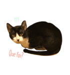 Japanese cats family（個別スタンプ：3）