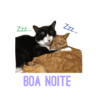 Japanese cats family（個別スタンプ：5）