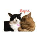 Japanese cats family（個別スタンプ：7）