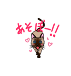 シャム猫のジャンちゃん（個別スタンプ：3）