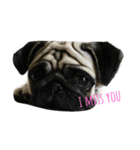 My Pug（個別スタンプ：1）