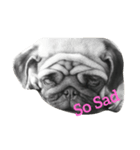 My Pug（個別スタンプ：2）