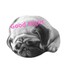 My Pug（個別スタンプ：3）