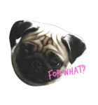 My Pug（個別スタンプ：4）