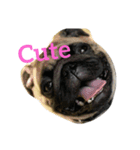 My Pug（個別スタンプ：5）