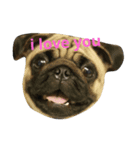 My Pug（個別スタンプ：6）