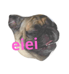My Pug（個別スタンプ：8）