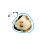 KONG KONG THE GUINEA PIG 2（個別スタンプ：1）