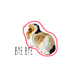 KONG KONG THE GUINEA PIG 2（個別スタンプ：2）
