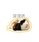 KONG KONG THE GUINEA PIG 2（個別スタンプ：3）