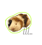 KONG KONG THE GUINEA PIG 2（個別スタンプ：4）