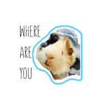 KONG KONG THE GUINEA PIG 2（個別スタンプ：5）