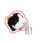 KONG KONG THE GUINEA PIG 2（個別スタンプ：6）