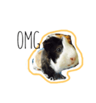 KONG KONG THE GUINEA PIG 2（個別スタンプ：7）