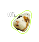KONG KONG THE GUINEA PIG 2（個別スタンプ：8）