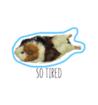 KONG KONG THE GUINEA PIG 2（個別スタンプ：9）