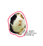 KONG KONG THE GUINEA PIG 2（個別スタンプ：10）