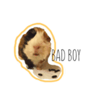 KONG KONG THE GUINEA PIG 2（個別スタンプ：11）
