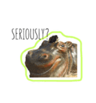 KONG KONG THE GUINEA PIG 2（個別スタンプ：12）