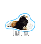 KONG KONG THE GUINEA PIG 2（個別スタンプ：13）