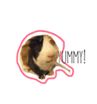 KONG KONG THE GUINEA PIG 2（個別スタンプ：14）