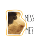 KONG KONG THE GUINEA PIG 2（個別スタンプ：15）