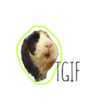KONG KONG THE GUINEA PIG 2（個別スタンプ：16）