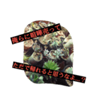 不思議植物スタンプ（個別スタンプ：16）