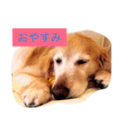ゴールデンレトリバーのぐー（個別スタンプ：3）