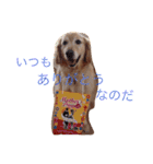 ゴールデンレトリバーのぐー（個別スタンプ：9）