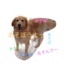 ゴールデンレトリバーのぐー（個別スタンプ：14）