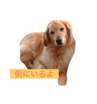 ゴールデンレトリバーのぐー（個別スタンプ：15）