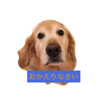 ゴールデンレトリバーのぐー（個別スタンプ：16）