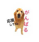ゴールデンレトリバーのぐー（個別スタンプ：31）