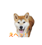 Shiba Inu Forte (Japanese Version)（個別スタンプ：1）