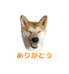 Shiba Inu Forte (Japanese Version)（個別スタンプ：2）