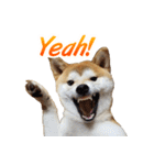 Shiba Inu Forte (Japanese Version)（個別スタンプ：3）