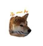 Shiba Inu Forte (Japanese Version)（個別スタンプ：4）