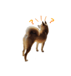 Shiba Inu Forte (Japanese Version)（個別スタンプ：5）