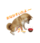 Shiba Inu Forte (Japanese Version)（個別スタンプ：6）