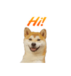 Shiba Inu Forte (Japanese Version)（個別スタンプ：7）