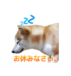 Shiba Inu Forte (Japanese Version)（個別スタンプ：9）